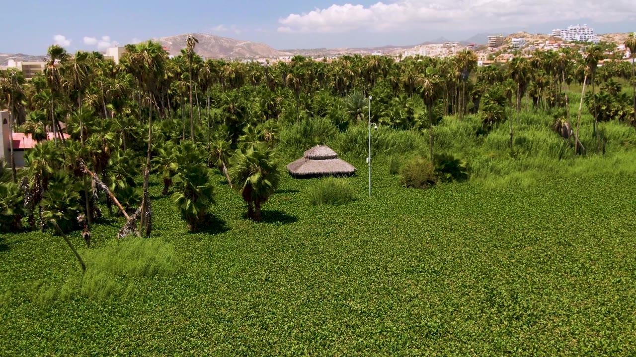 Aerial frame from San Jose Del Cabo, Mexico, showing dense green vegetation, palm trees, a small thatched hut, distant hills, and no visible people.