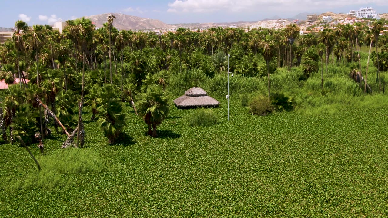 Aerial frame from San Jose Del Cabo, Mexico, with the thatched hut centered lower in the grove, palms behind it, distant hillside buildings, and no visible people.