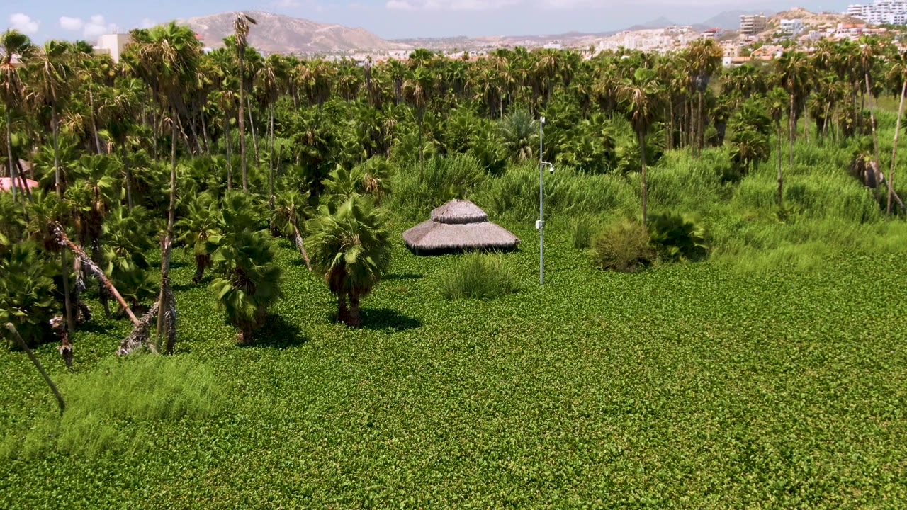 Aerial frame from San Jose Del Cabo, Mexico, showing a wide carpet of green vegetation, clustered palms, the hut slightly right of center, cloud cover, and no visible people.