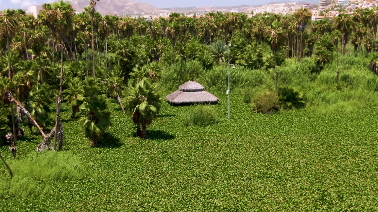 Closer aerial view of palm trees, green vegetation, and a thatched hut.