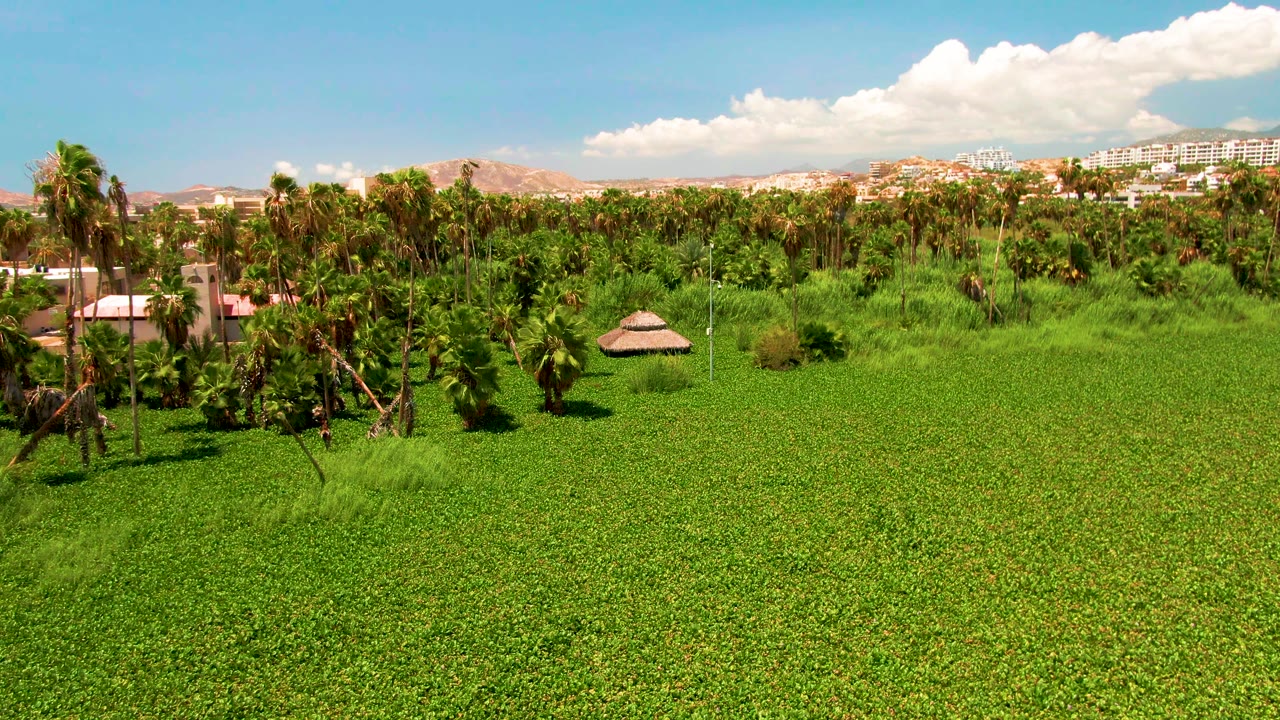 Opening aerial view in San Jose del Cabo showing a broad green field, palm trees, a small thatched hut, distant buildings, low mountains, scattered clouds, and no visible people.