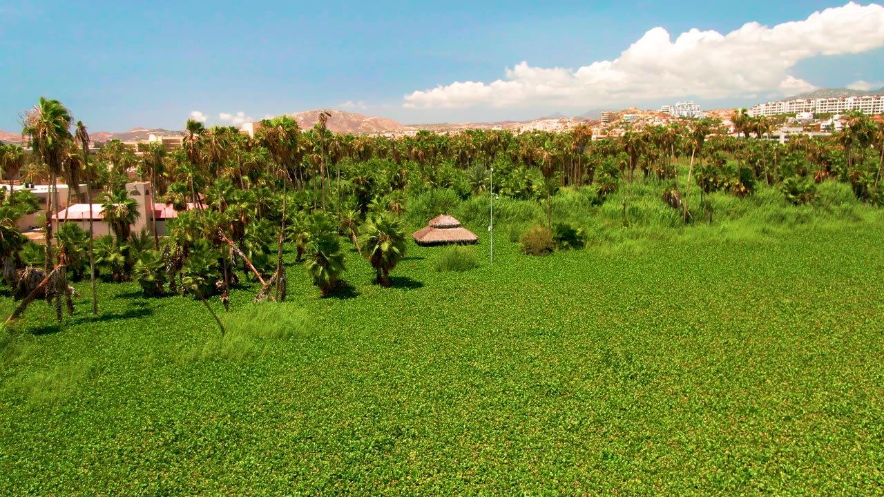 Early aerial frame in San Jose del Cabo with dense green ground cover in front, palm trees and a thatched hut in the middle distance, hillside buildings, mountains, and no visible people.