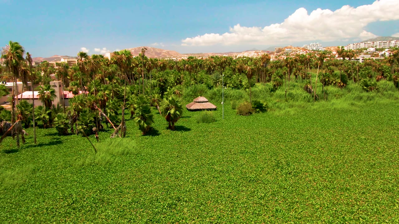 Aerial frame in San Jose del Cabo showing palm clusters across the midground, a thatched hut set in greenery, white distant buildings, dry hills, bright clouds, and no visible people.