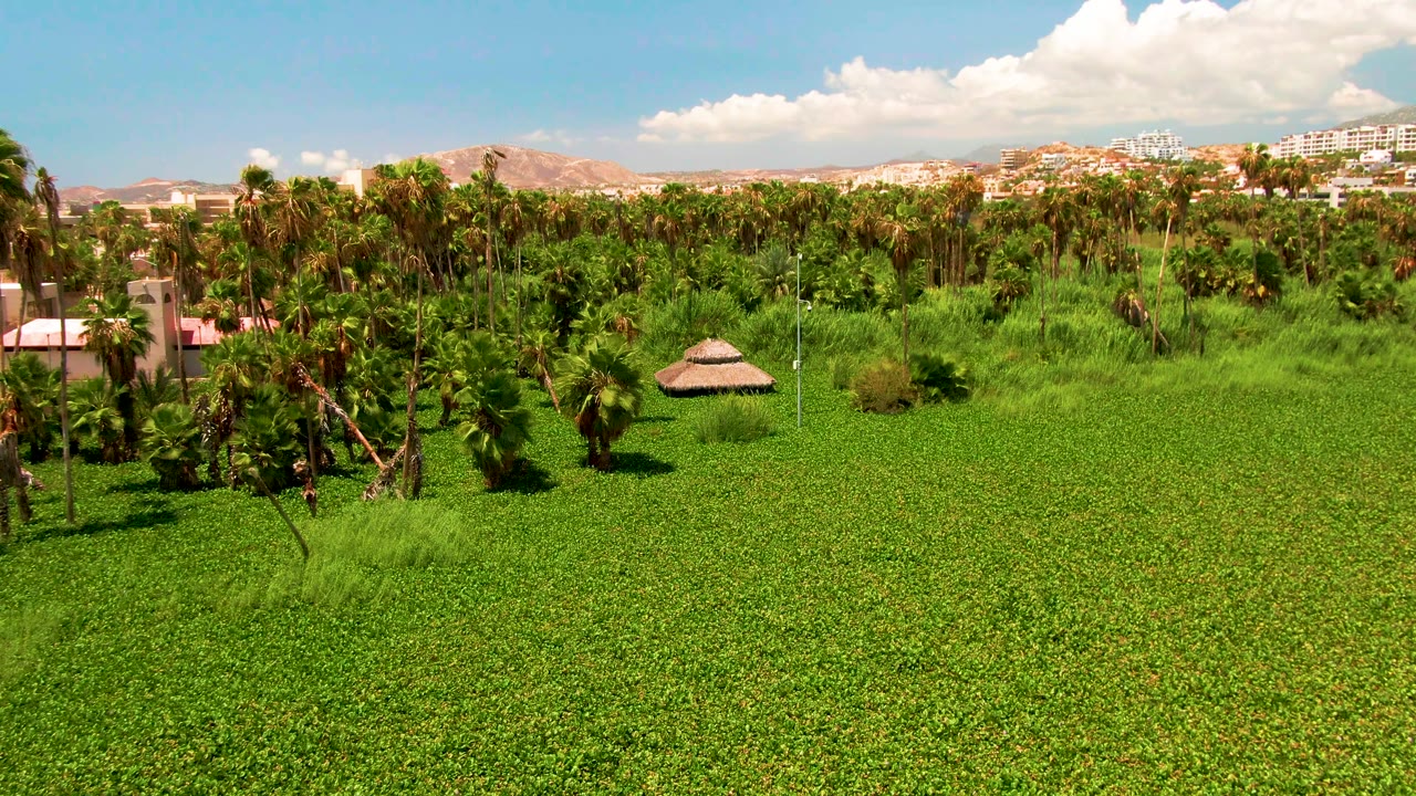 Green open field and palm trees with a small thatched hut and distant city structures.