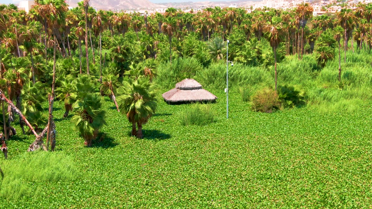 Aerial frame from San Jose del Cabo showing a small thatched hut in the green grove, palms filling the midground, hills beyond, and no visible people.
