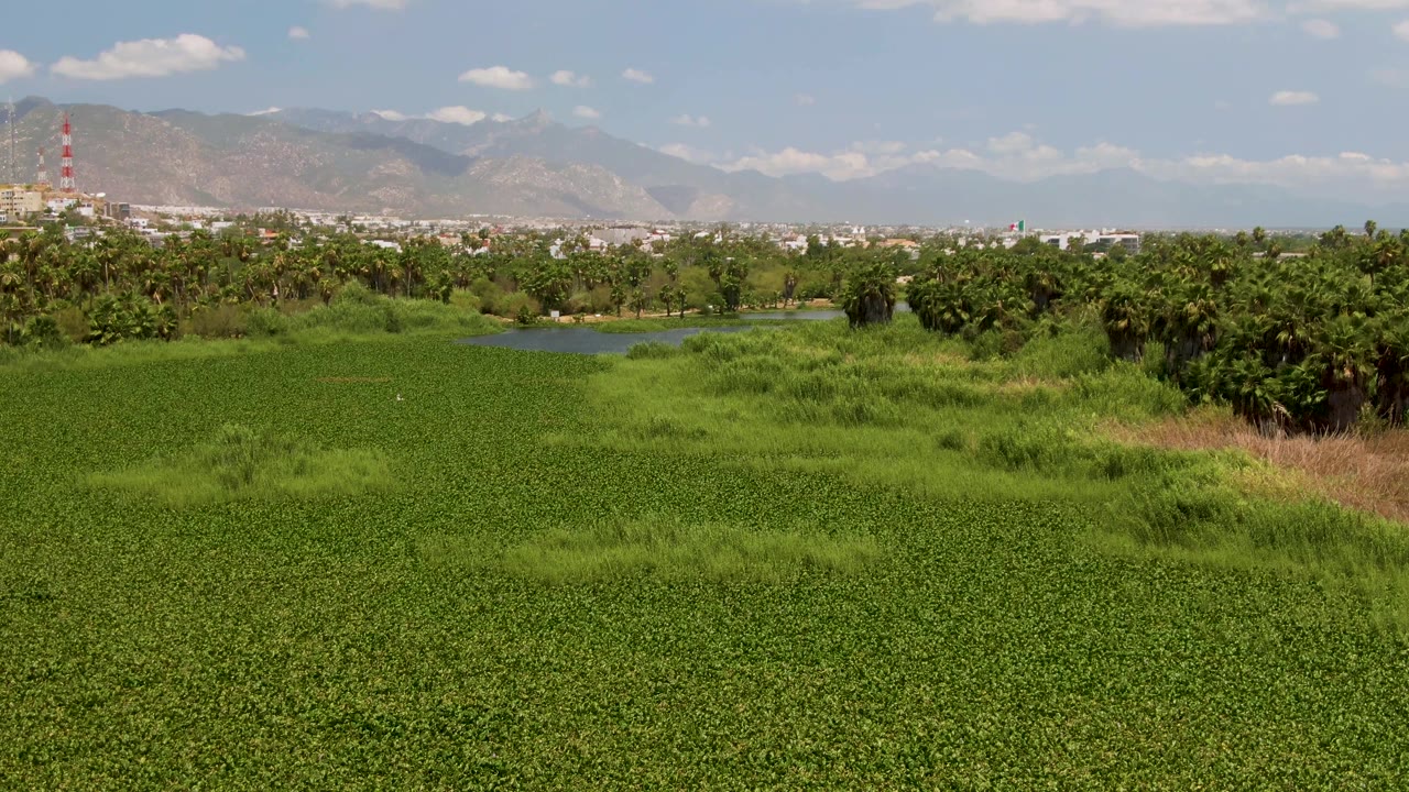 Second frame holds on dense green vegetation and a thin waterway near San Jose del Cabo, Baja California Sur, with trees and hazy mountains under scattered clouds, and no visible people.