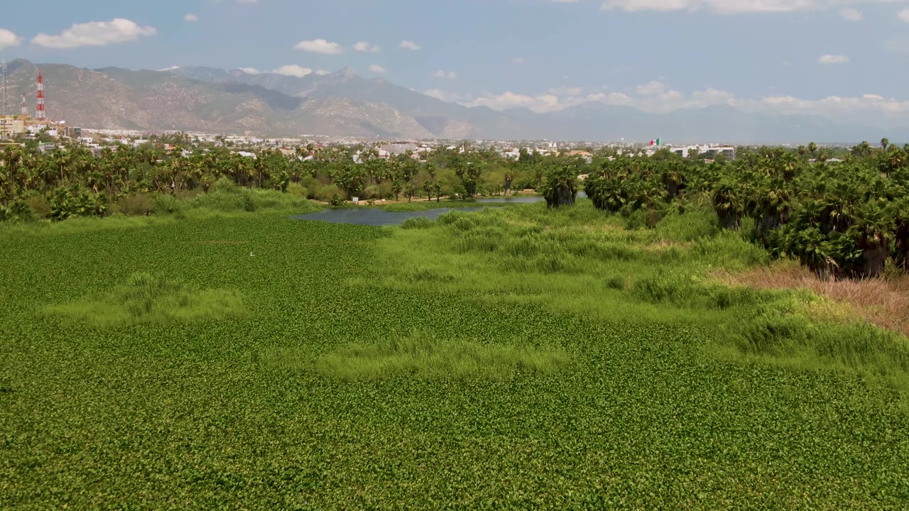 A small bird appears over the green field near the canal in San Jose del Cabo, Baja California Sur, with trees, distant buildings, mountains, blue sky, and no visible people.