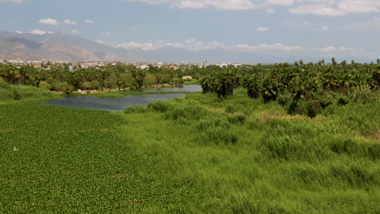 Aerial view of green fields, pond, palms, and distant mountains.