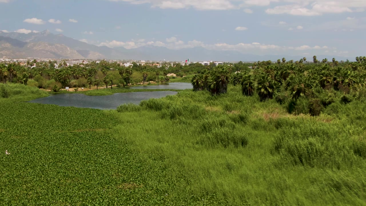 Aerial landscape frame in San Jose Del Cabo showing the pond slightly farther across the frame, thick green vegetation in front, palms beyond, mountains on the horizon, and no visible people.