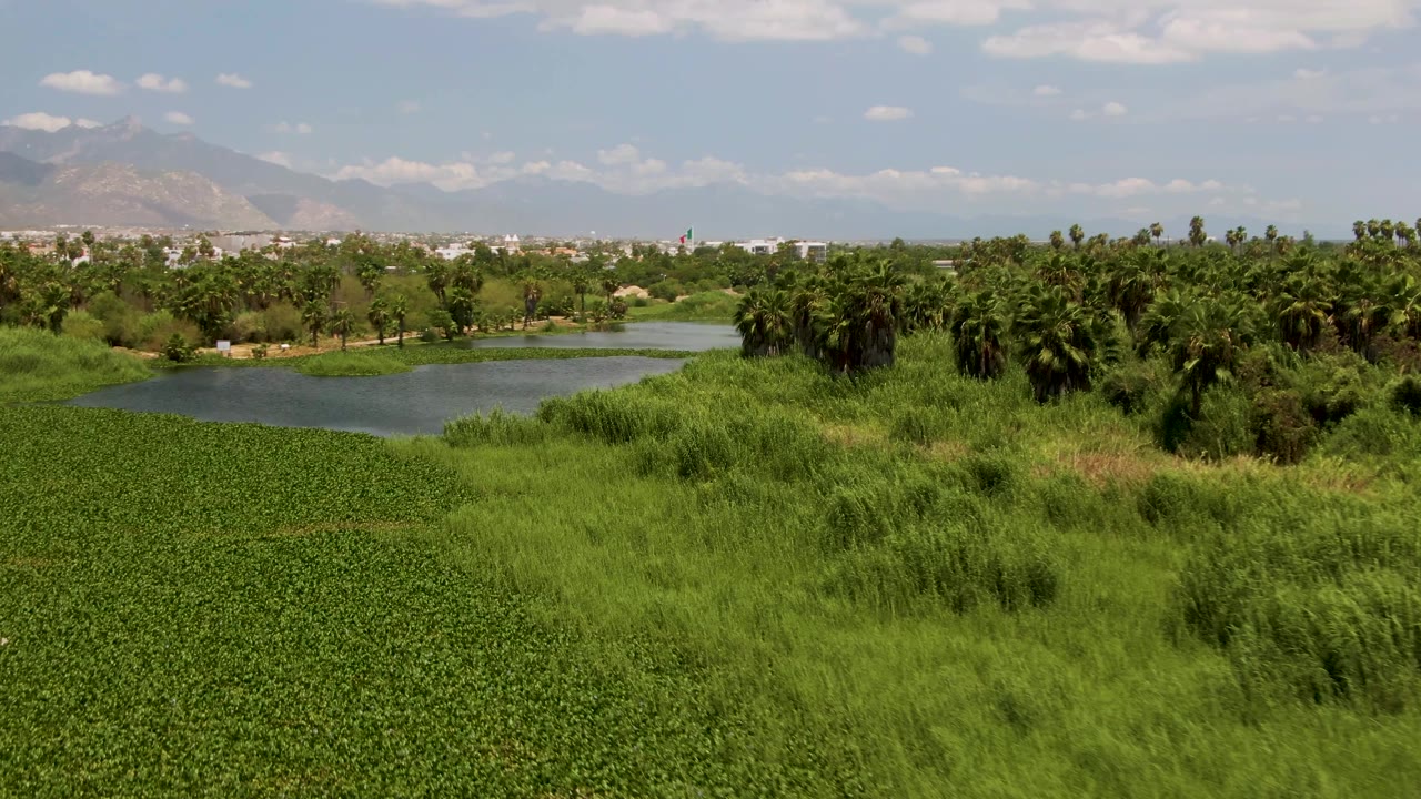 Mid-clip aerial view in San Jose Del Cabo with a broad carpet of green plants, a pond near the left midground, a dense palm grove to the right, distant mountains, and no visible people.