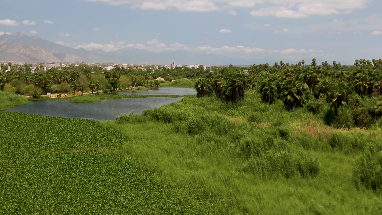 Aerial frame over San Jose Del Cabo vegetation with the pond more prominent at left, tall grasses and low green plants in the foreground, palms across the midground, mountains behind, and no visible people.