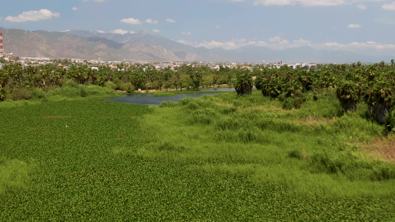 Elevated San Jose Del Cabo landscape view with thick foreground vegetation, a small blue-green pond left of center, trees across the middle, pale mountains beyond, and no visible people.