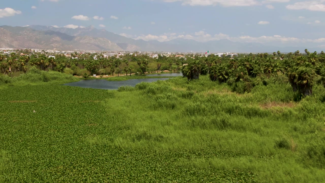 Lush field and grasses beside a small water body with trees and mountains beyond.