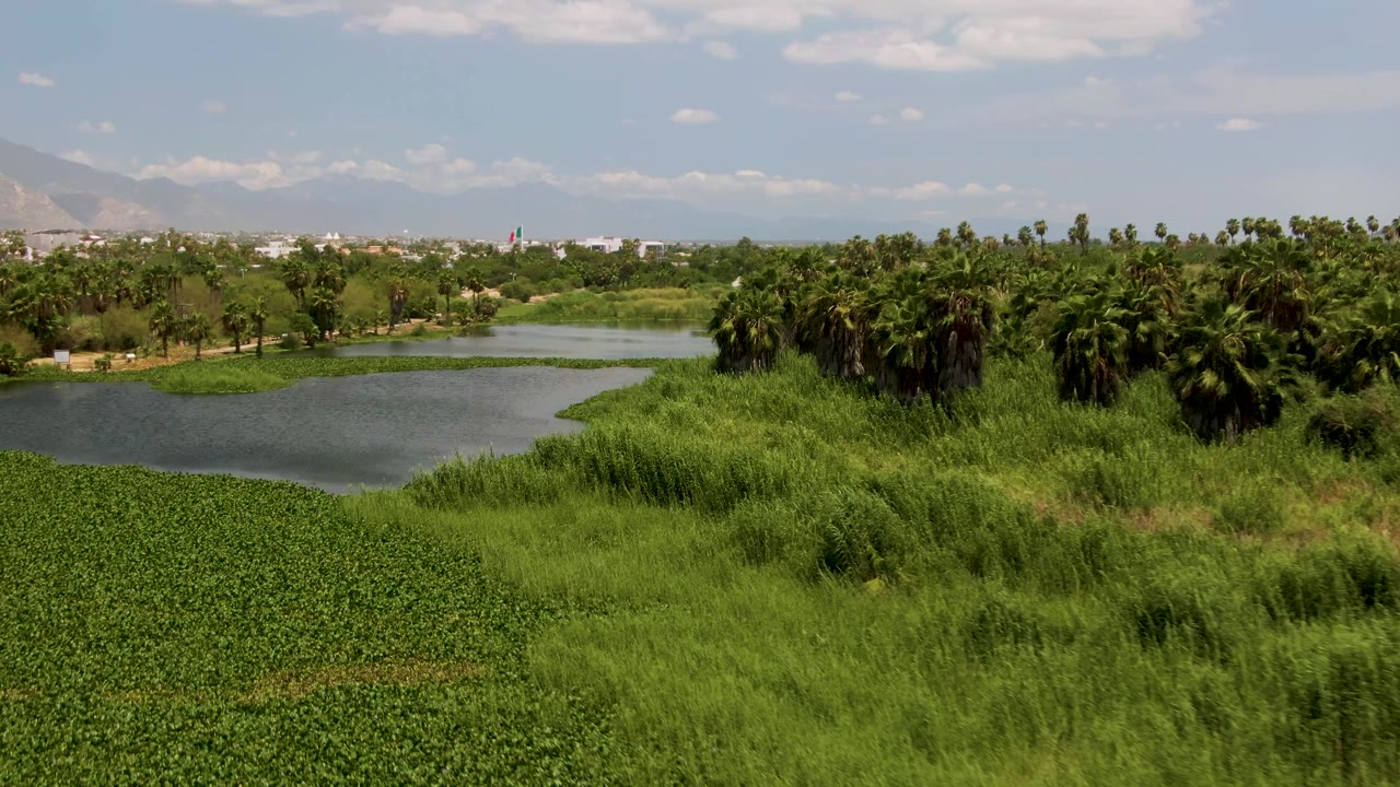 Pond bordered by reeds, palms, and distant hills under scattered clouds.