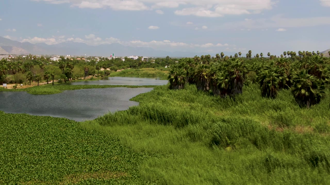 Elevated San Jose del Cabo wetland view with a pond partly wrapped by reeds, a cluster of palm trees to the right, distant low hills, scattered clouds, and no visible people.
