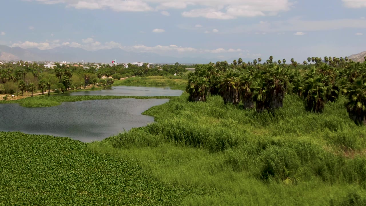 San Jose del Cabo pond scene with bright reeds filling the lower frame, palm trees grouped along the far bank, a low hill at the right horizon, blue sky, and no visible people.