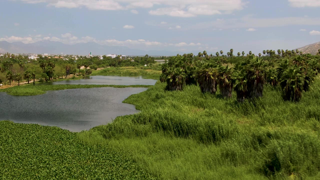 Elevated view in San Jose del Cabo where the pond curves from the left into dense reeds, palm trees line the far side, low hills sit beyond, and no visible people appear.