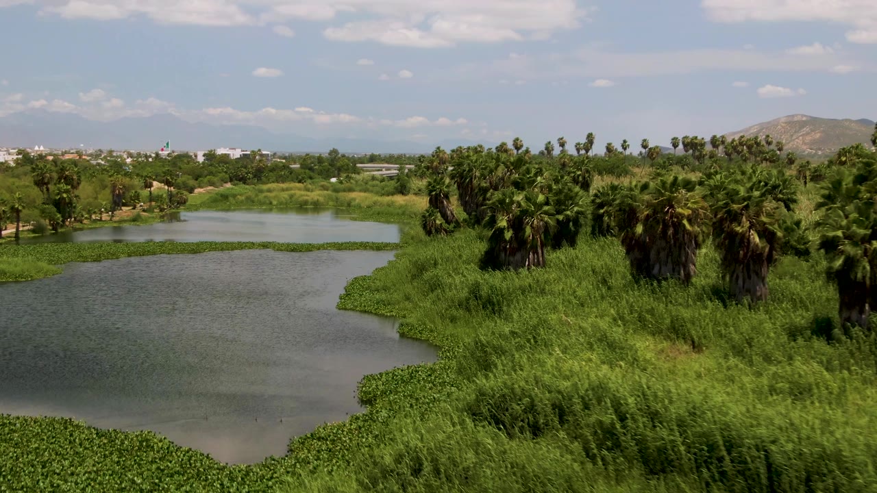 Aerial view of a rippled waterway bordered by reeds and palm trees.