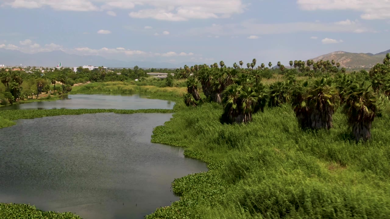 Aerial frame from San Jose Del Cabo with the water channel shifted across the foreground, floating green plants near the shoreline, a dense palm stand at right, distant buildings, hills, and no visible people.