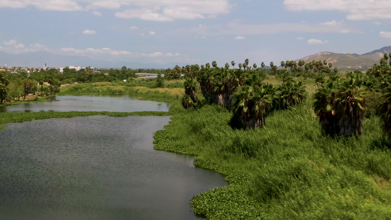 Aerial frame from San Jose Del Cabo showing a wider section of rippled water, a curved edge of floating vegetation, heavy reeds, clustered palms, distant hills, and no visible people.