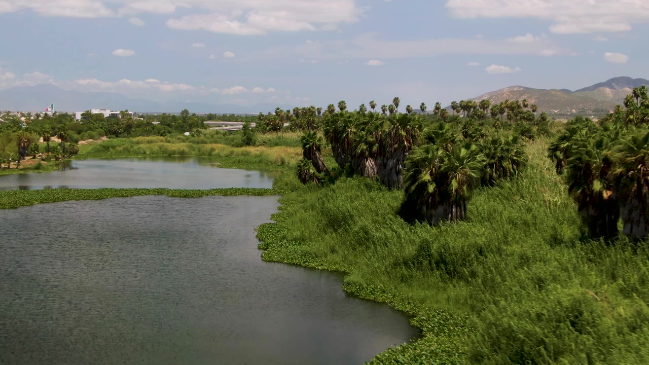 Aerial frame from San Jose Del Cabo with a broad water surface in the foreground, a band of floating plants across the middle, palms and reeds at right, distant buildings, hills, and no visible people.