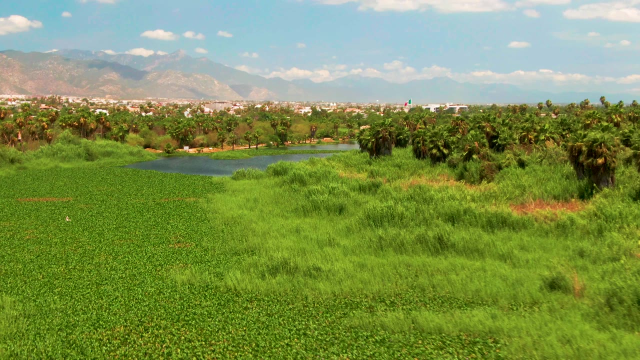 Second view of the San Jose del Cabo green field and pond, with dense foreground grass, a tree line, distant mountains, light clouds, and no visible people.