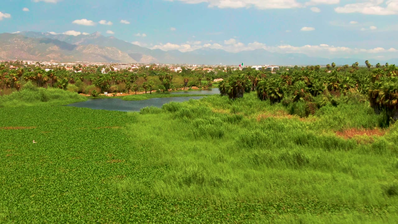 Wide San Jose del Cabo landscape with a carpet of green vegetation, a small pond at left-center, palms and trees across the midground, distant mountains, and no visible people.