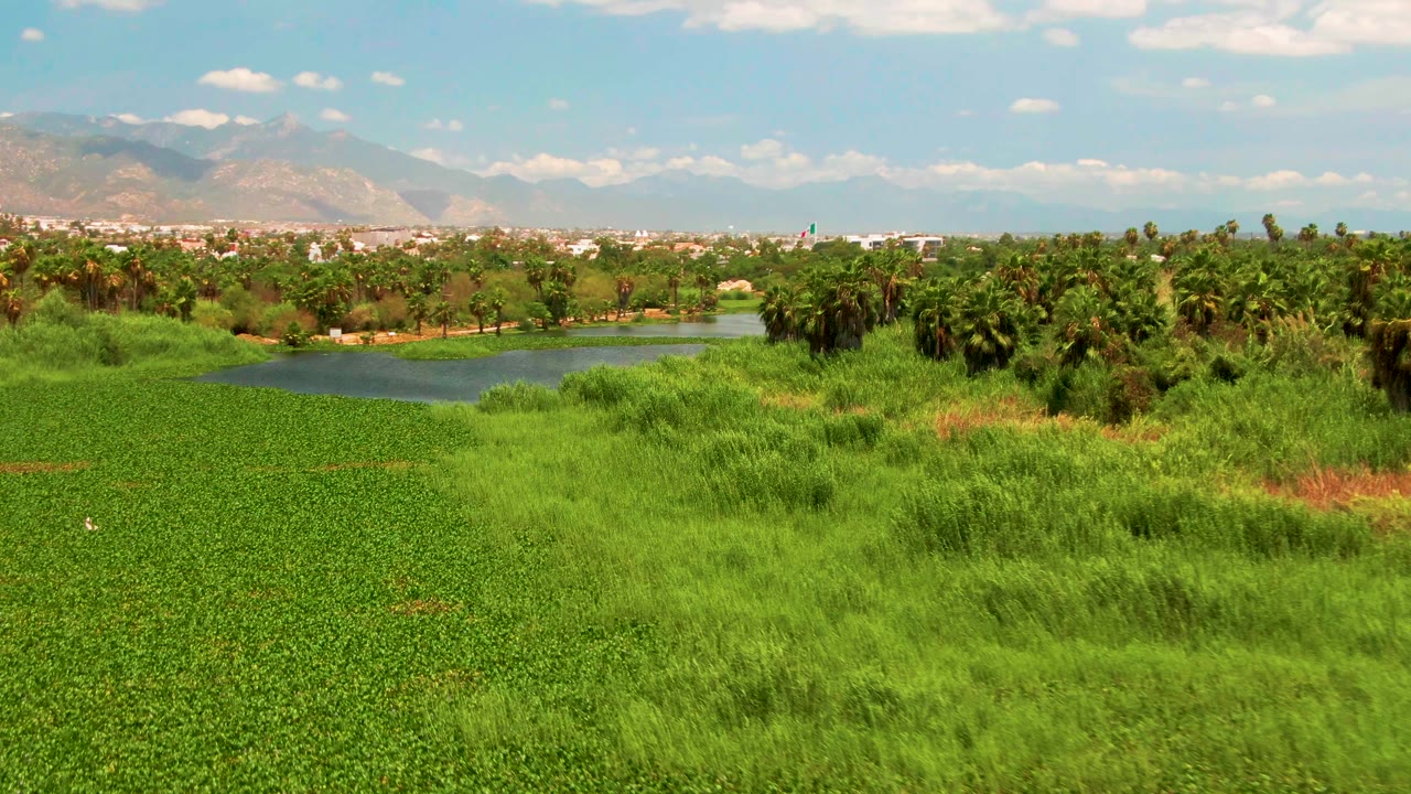 San Jose del Cabo pond and grassy field seen from above, with taller reeds in the foreground, trees across the water, mountains on the horizon, and no visible people.