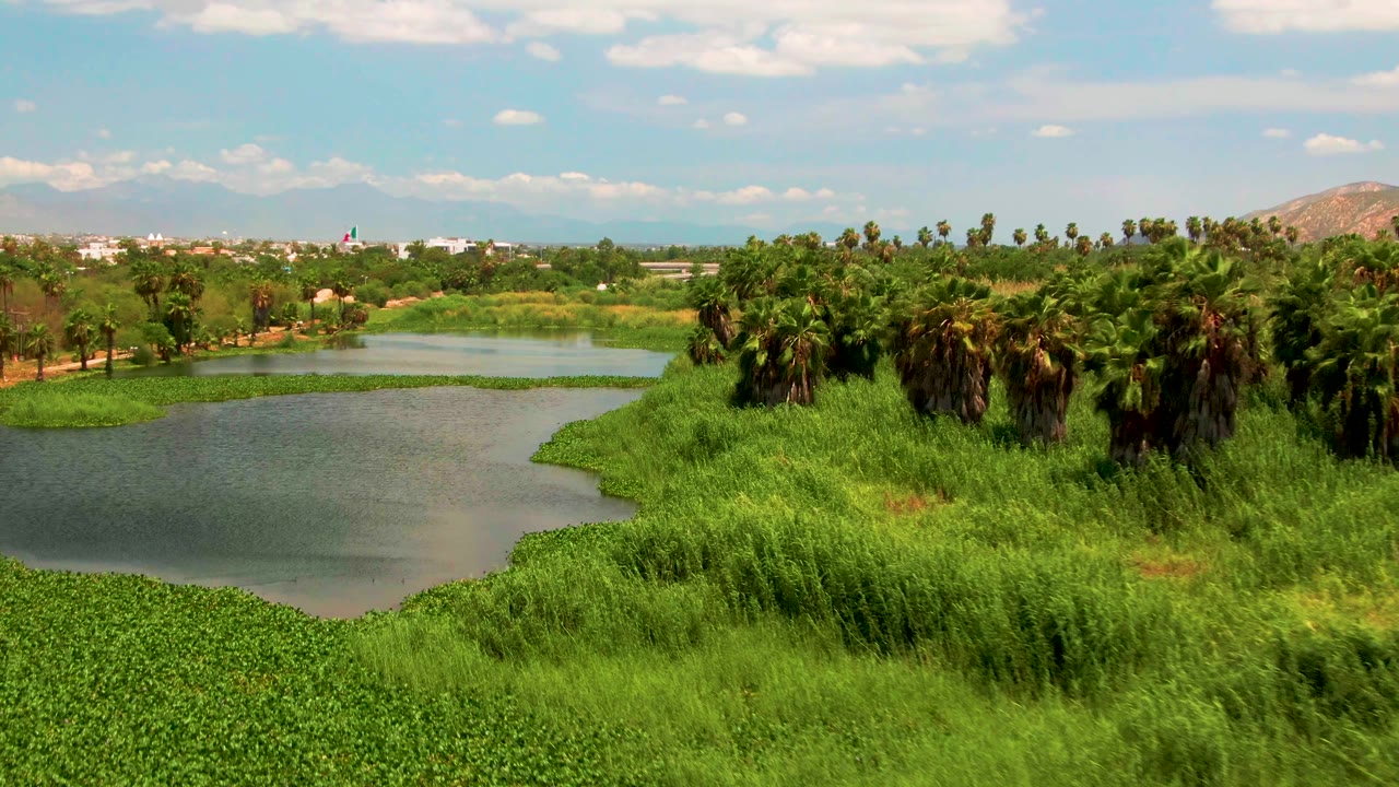 Aerial view of a calm river bordered by green grasses and palm trees.