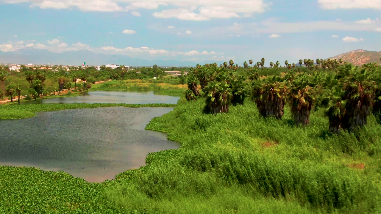 Elevated drone view in San Jose del Cabo, Baja California Sur, showing calm water widening across the foreground, bright green reeds and palms along the bank, distant hills, and no visible people.