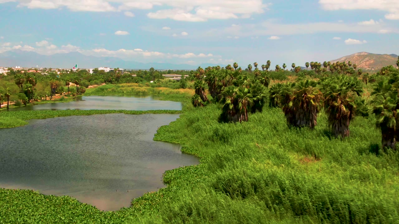 Aerial view of a river bend in San Jose del Cabo, Baja California Sur, with floating green vegetation at the lower edge, tall grasses on the bank, clustered palms, distant hills, and no visible people.