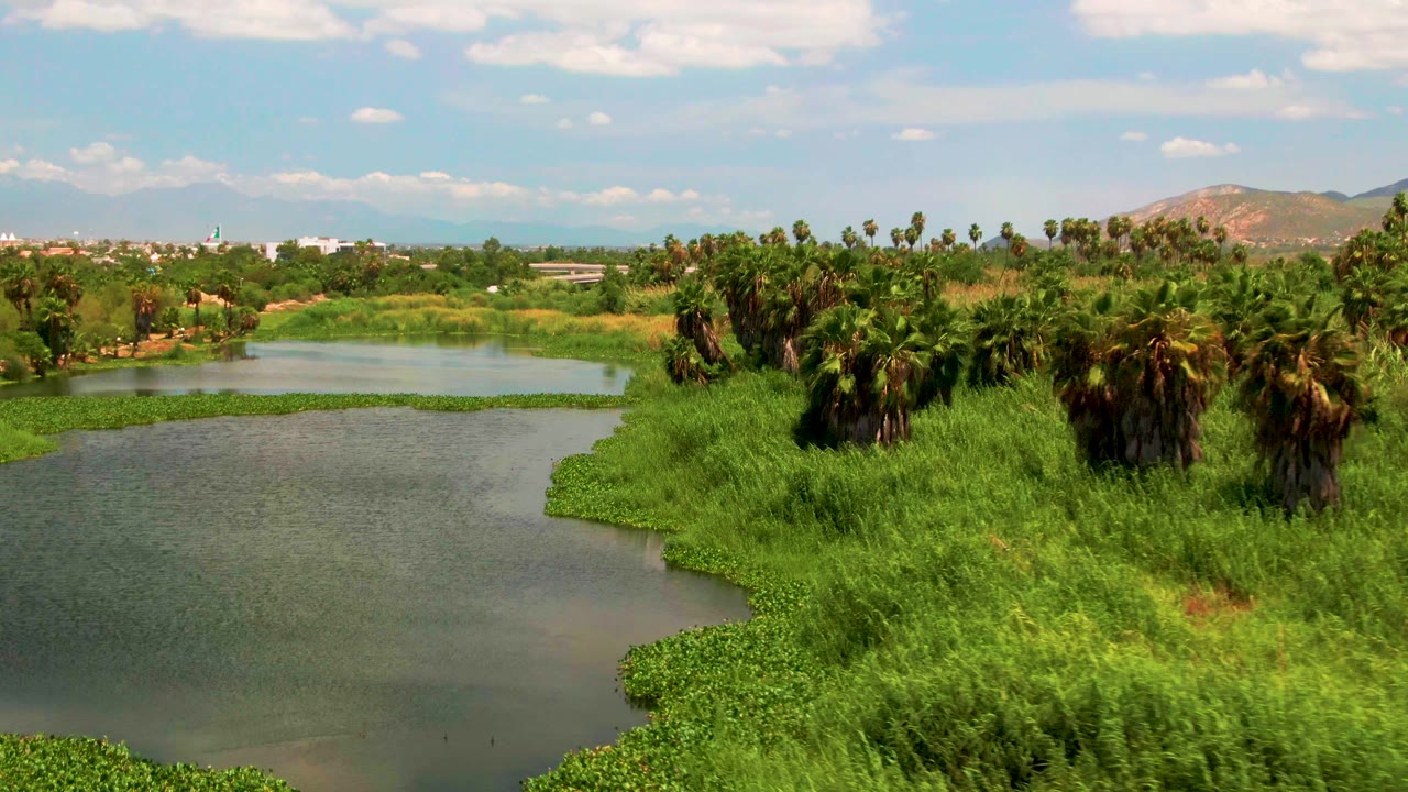 Wide drone frame in San Jose del Cabo, Baja California Sur, looking over calm river water, reeds, a cluster of palms, low distant buildings, hazy hills, and no visible people.