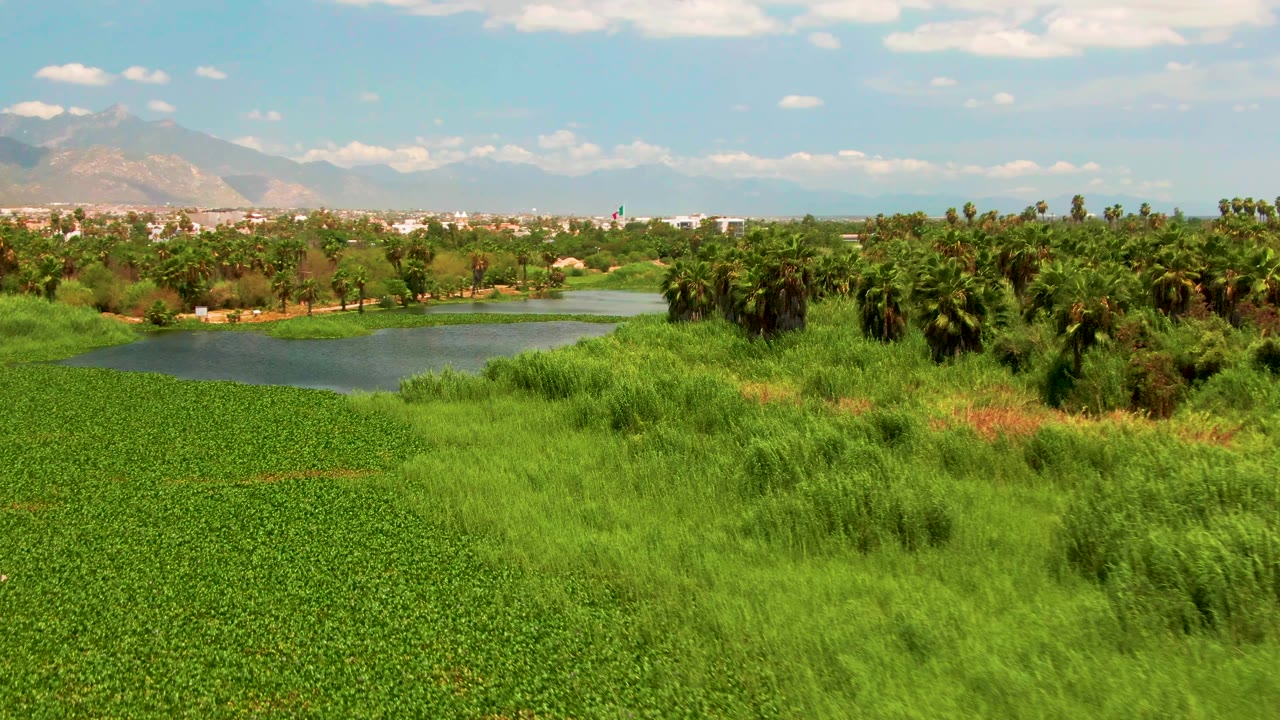 Wide elevated view in San Jose del Cabo showing dense green vegetation in front, a calm lake at left, palm trees across the shore, distant mountains, scattered clouds, and no visible people.