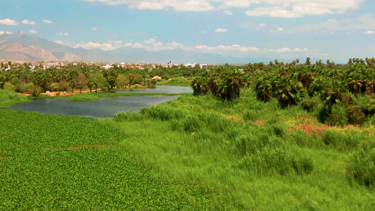 San Jose del Cabo landscape frame with thick green ground cover in the foreground, lake water running through the middle, palms on the far bank, a distant town edge, mountains, clouds, and no visible people.