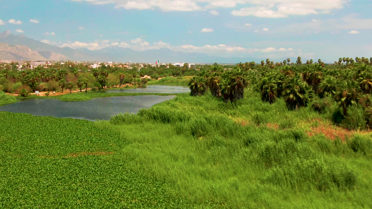 Elevated San Jose del Cabo view with a compact palm grove on the right, calm lake water behind the foreground greenery, distant mountains on the left horizon, scattered clouds, and no visible people.