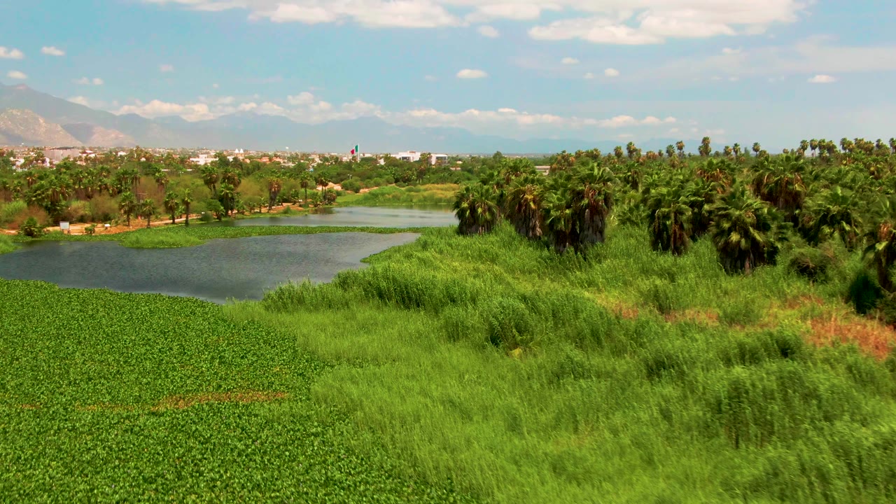 San Jose del Cabo frame with the lake bend more exposed on the left, dense reeds and green field plants in the foreground, palms and trees across the midground, mountains, clouds, and no visible people.