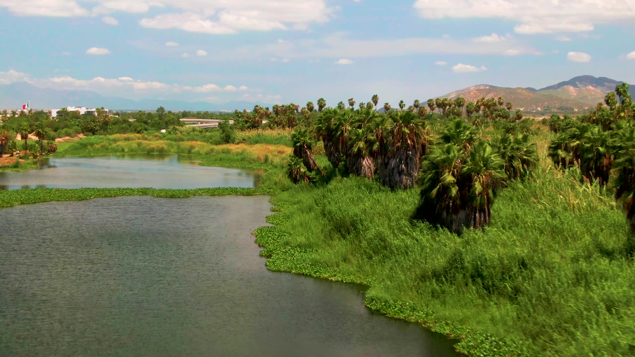 Elevated view over a calm waterway, dense green riverbank, palm clusters, and distant mountains in San Jose del Cabo, Mexico, with no visible people.