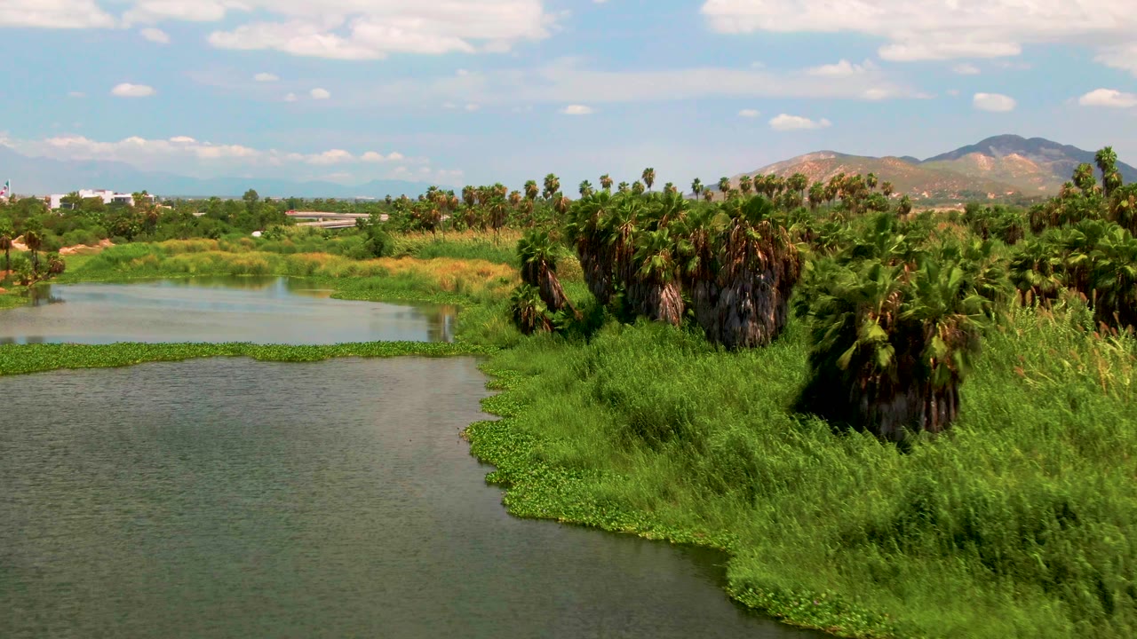 The aerial view holds on the waterline as floating green plants edge the channel, with palms and mountains visible beyond in San Jose del Cabo, Mexico, and no visible people.