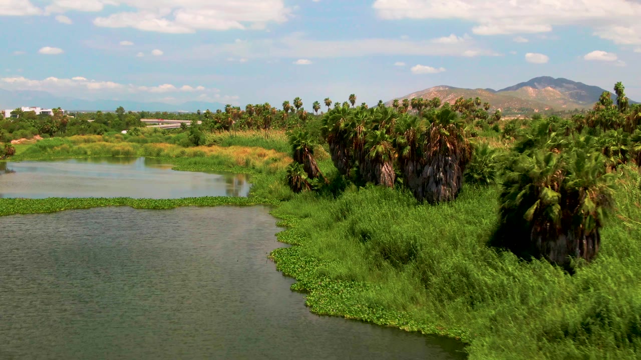 A compact stand of palms sits beside still water and bright green grasses, with low mountains and scattered clouds in the background near San Jose del Cabo, Mexico, and no visible people.