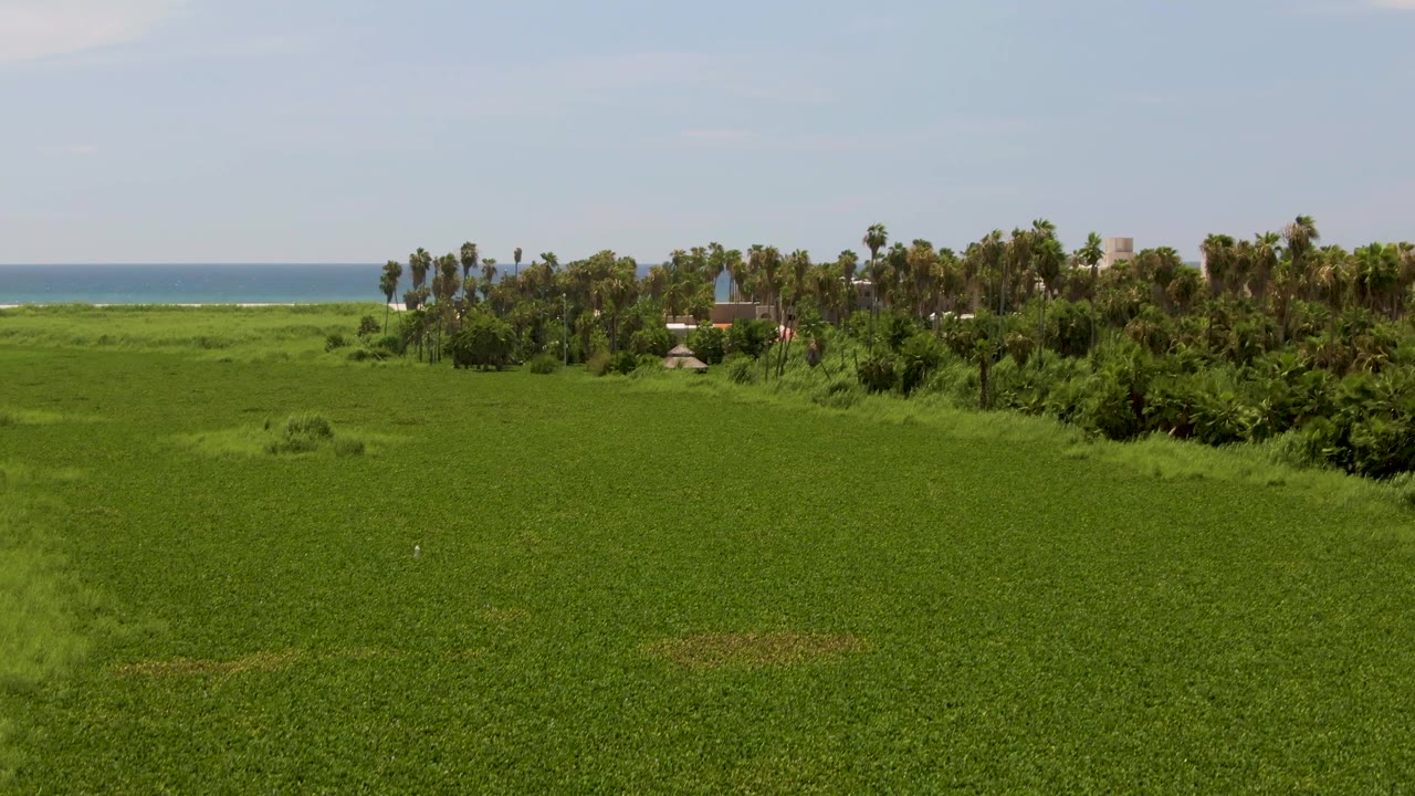 Aerial view in San Jose del Cabo, Mexico, showing a broad green field, a tree line, a strip of beach, blue ocean, pale sky, and no visible people.