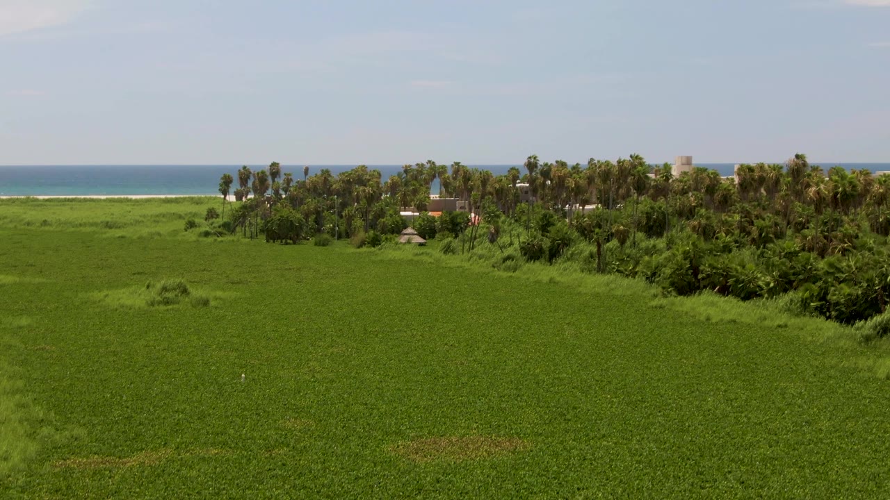 Green field below coastal trees with ocean and sky beyond.