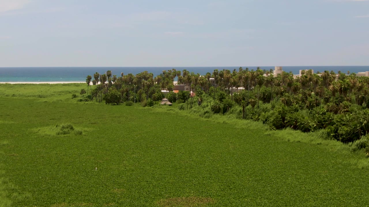 Aerial view in San Jose del Cabo, Mexico, showing a continuous green field, a denser palm and tree cluster to the right, a sandy beach strip, blue ocean, and no visible people.