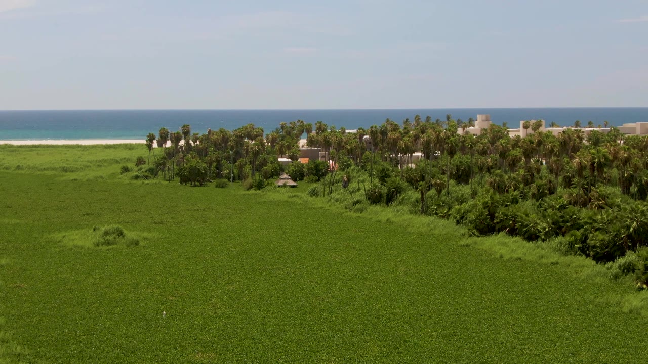Coastal field with a tree cluster and ocean horizon.