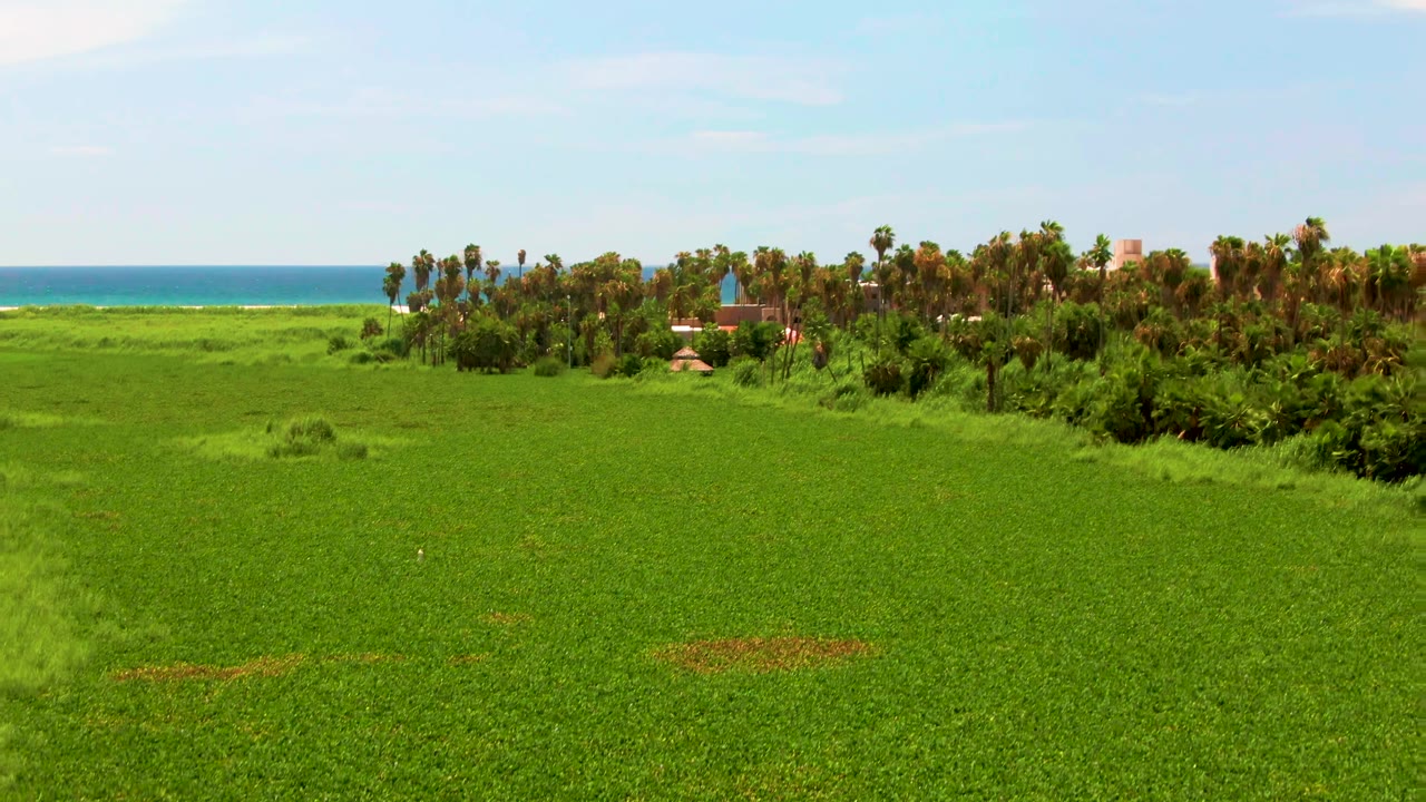 Aerial view in San Jose del Cabo showing a broad green field, dense palms, a narrow beach, blue ocean, pale sky, and no visible people.