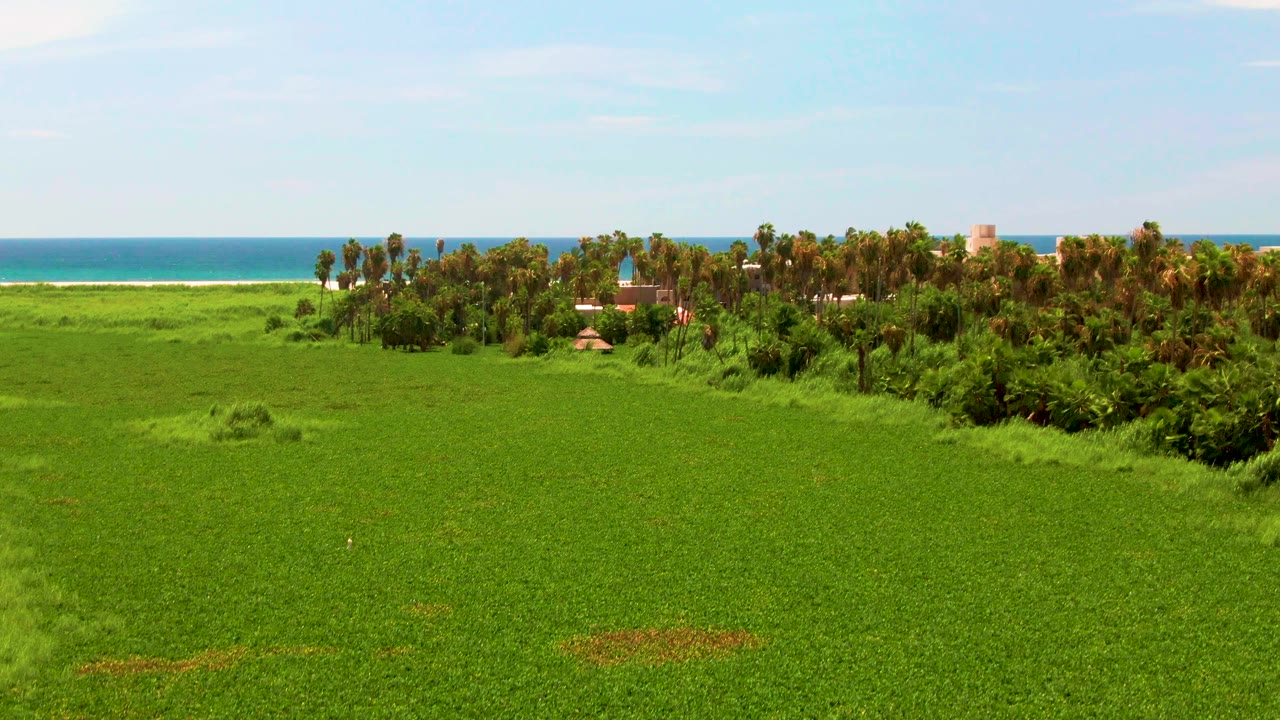 Aerial frame over San Jose del Cabo with bright green ground cover in front, a palm-lined coastal strip, small buildings near the beach, blue ocean, and no visible people.