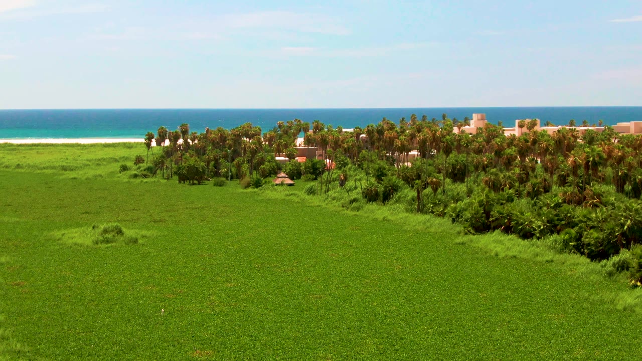 Coastal palms and buildings beyond a green field
