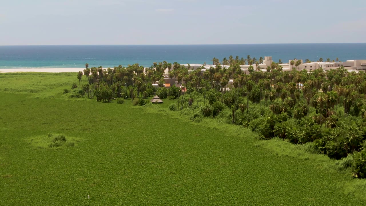 At 0:01, the aerial composition holds on green coastal vegetation, clustered palms, pale beach sand, low buildings, and blue water beyond with no visible people.