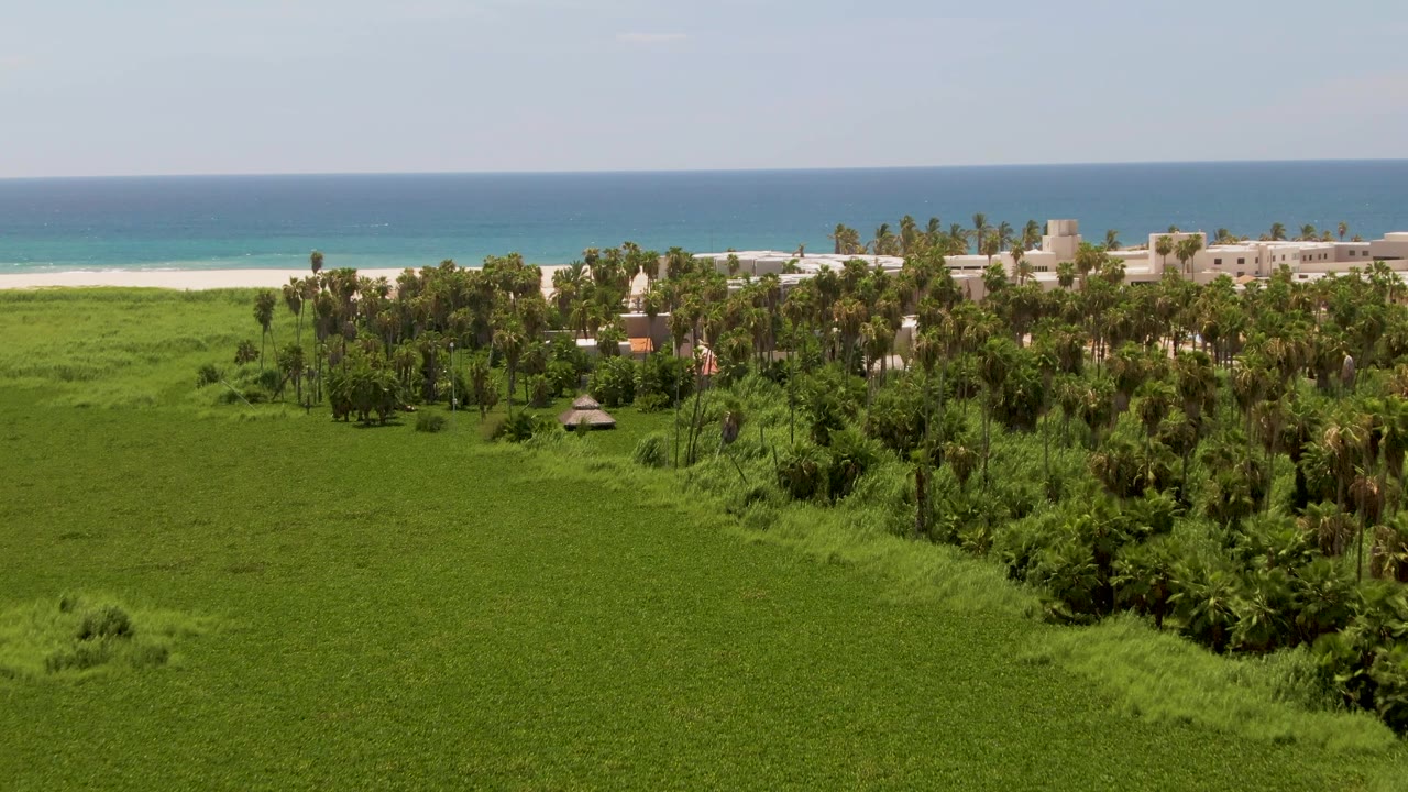 Elevated view of green coastal field, palm trees, beach, and ocean.