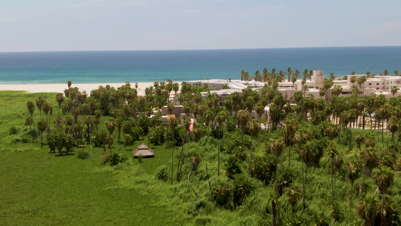 Opening aerial frame over San Jose del Cabo with dense green palms in front, low beachfront buildings beyond them, a white sand strip, blue ocean, clear sky, and no visible people.