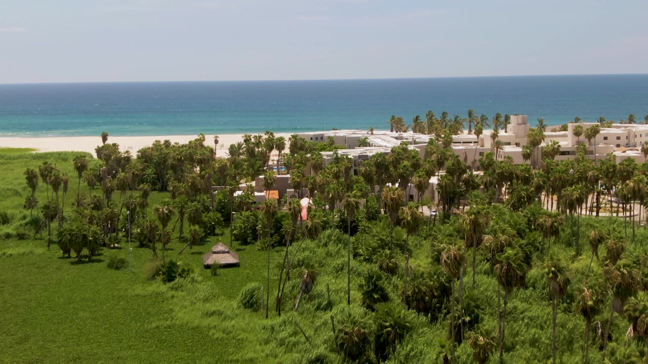 San Jose del Cabo aerial frame with the palm canopy spread across the lower frame, pale beachfront buildings near the sand, turquoise water beyond, and no visible people.